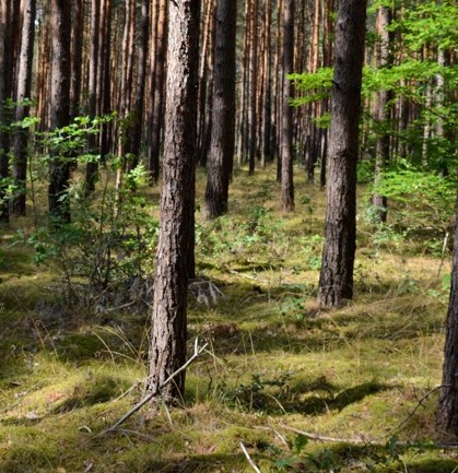 Weil jeder Baum zählt…